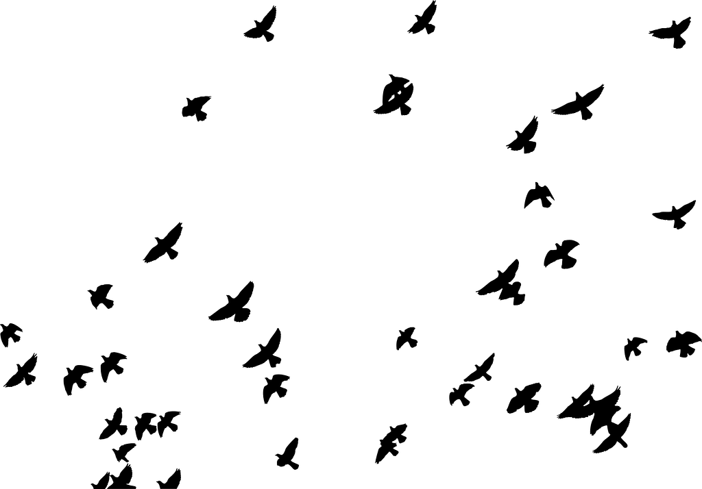 Piccioni