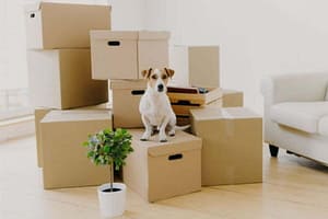 trasloco-con-animali